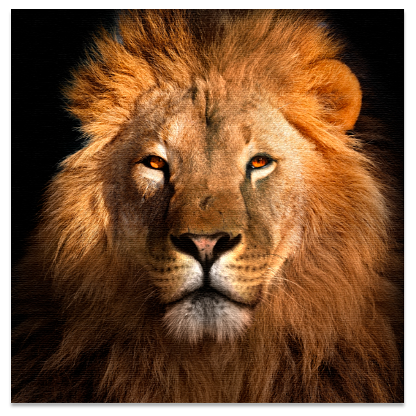 Quadro decorativo canvas Leoa - Imagem 2