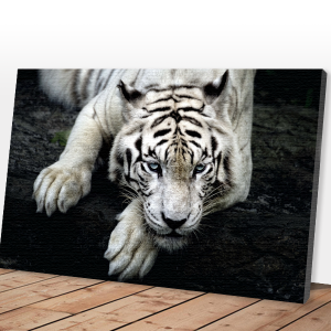 Quadro decorativo Tigre Branco grande